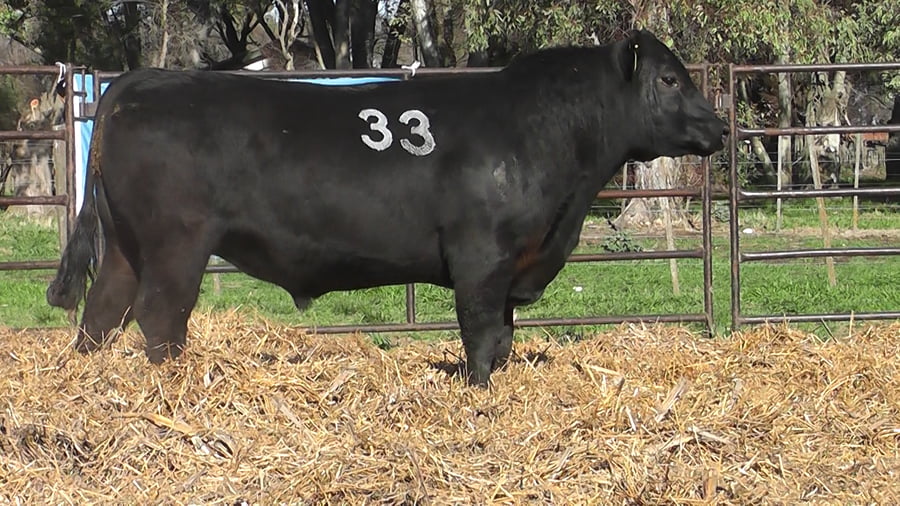 Lote ANGUS PURO CONTROLADO