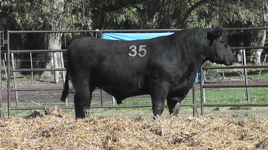 Lote ANGUS PURO CONTROLADO