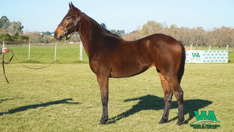 Lote JOUR DE GLOIRE (BRZ)