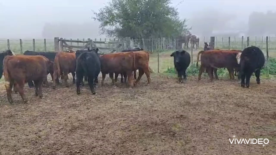 Lote 50 Novillitos en Brandsen, Buenos Aires