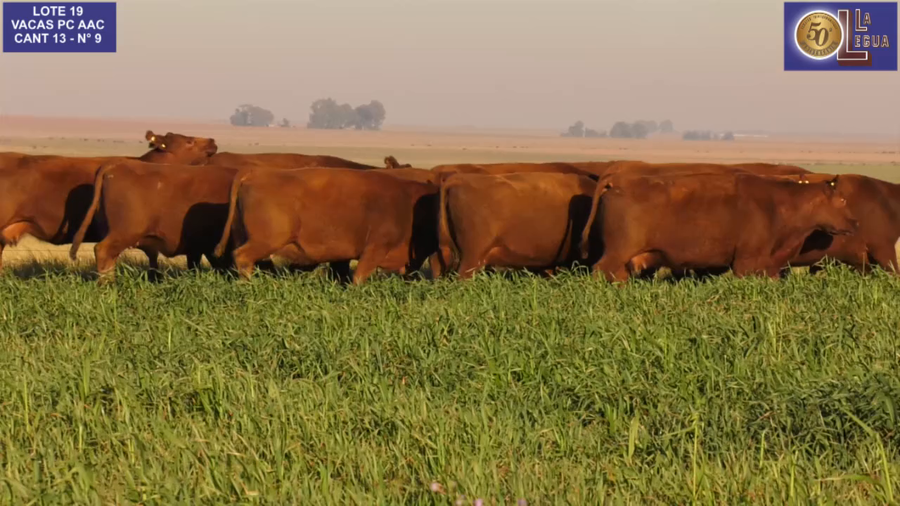 Lote VACAS A. ANGUS COLORADAS P. CONTROLADAS C/ GTIA DE PREÑEZ