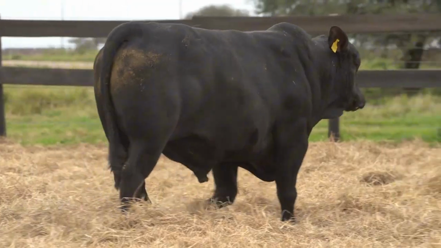 Lote Toros Brangus