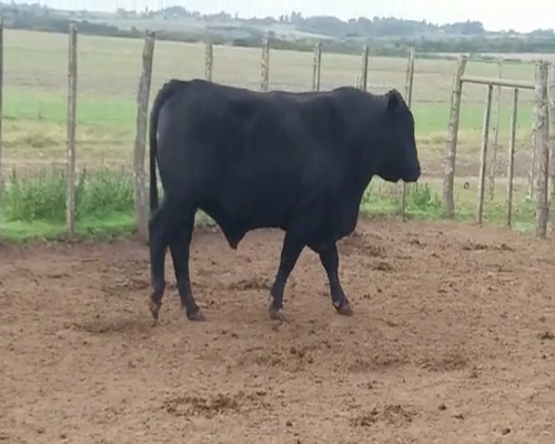 Lote (Vendido)Toros AA 650kg - , Colonia