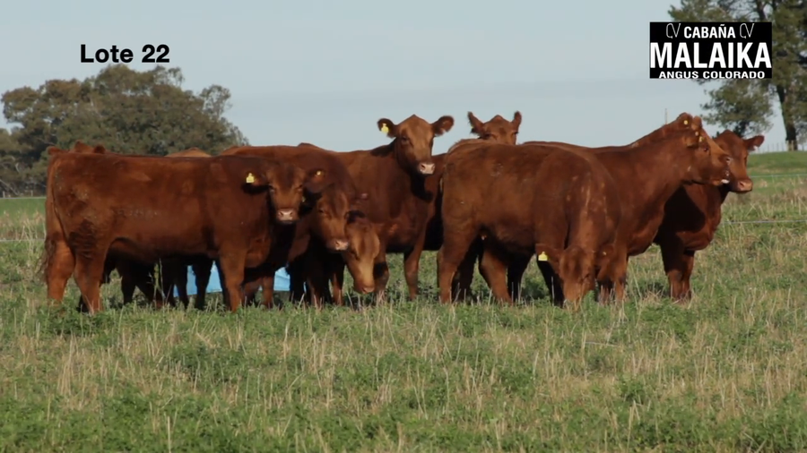 Lote "VAQUILLONAS MAS PREÑADAS ""CABAÑA MALAIKA"""