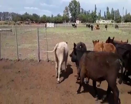 Lote 90 Terneros/as en Mayor Buratovich, Buenos Aires