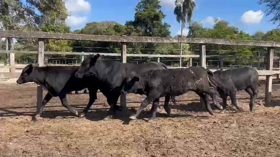 Lote 70 Terneros/as