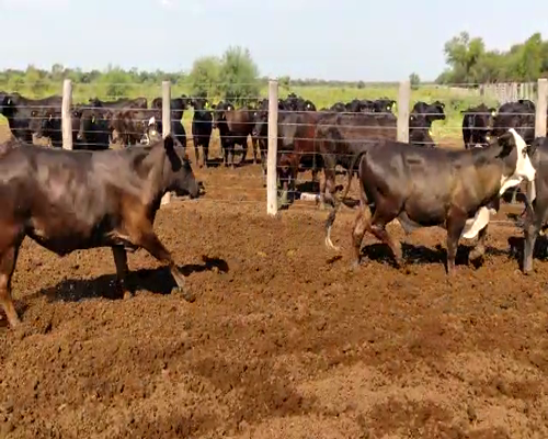 Lote 75 Novillos en Tintina, Santiago del Estero
