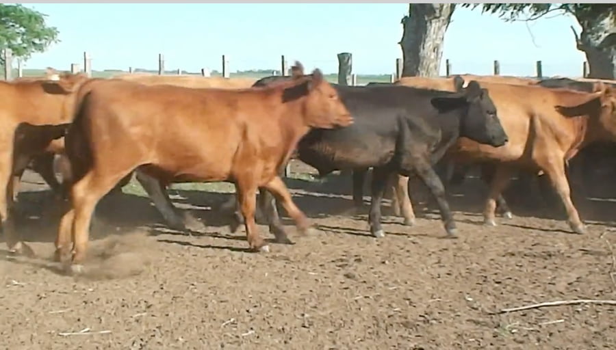 Lote (Vendido)85 Terneros 28aa,  22ra,  20x li,  5xcb,  1he,  9aaxhe a remate en 216˚ Remate Plaza Rural 235kg - , Soriano