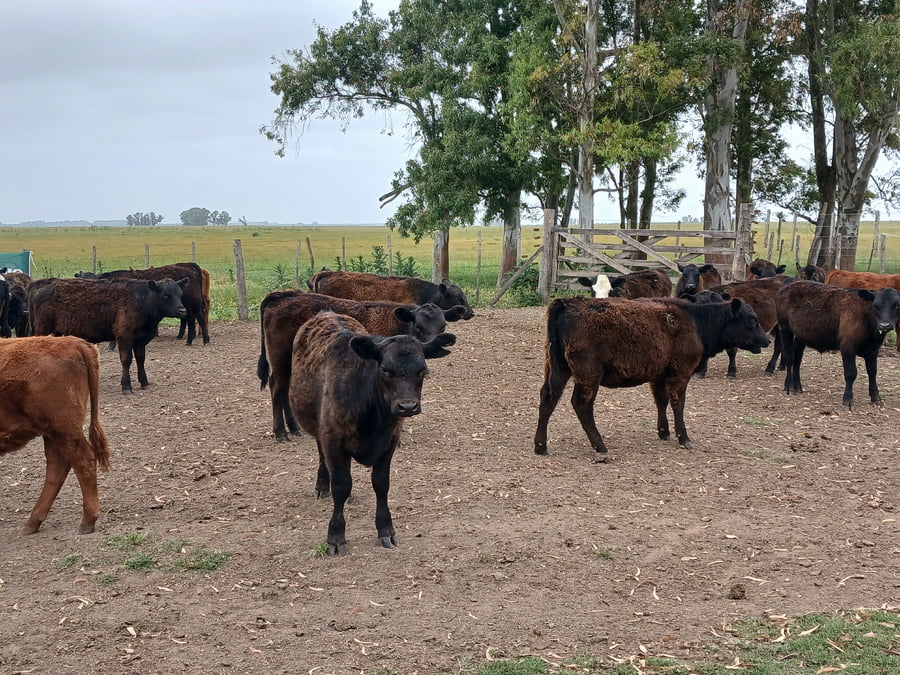 Lote 50 Terneros/as en Rauch