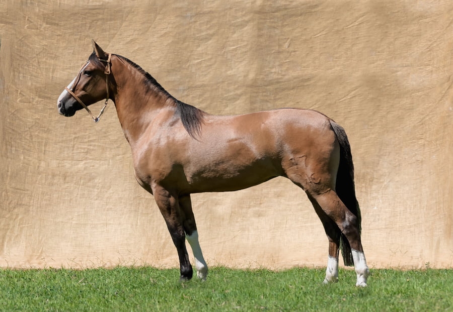 Lote AQUIDABAN AGUARA GUAZU RP 17