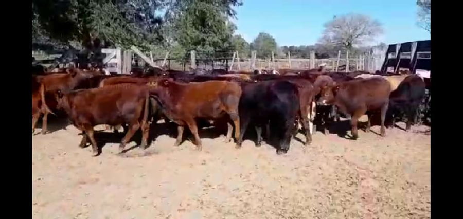 Lote 100 Terneros en Gral. San Martín, Chaco