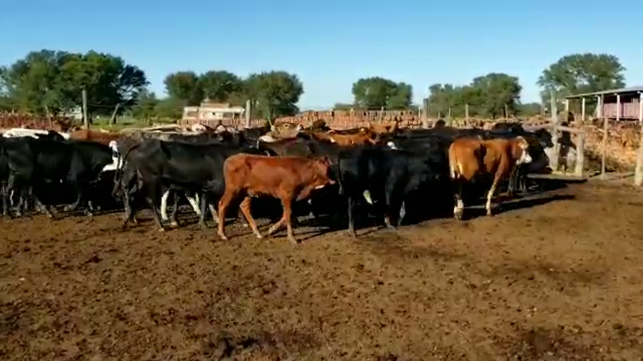 Lote 90 Terneros/as en San Luis del Palmar, Corrientes