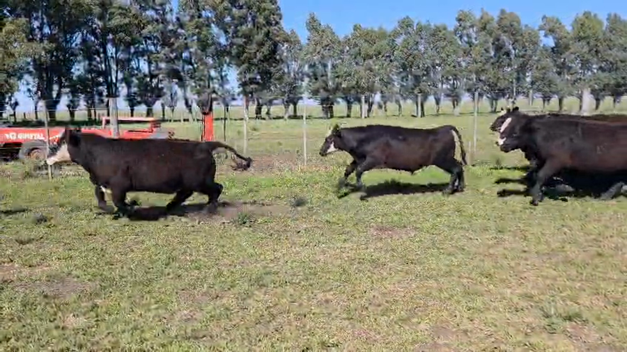 Lote 52 Novillitos