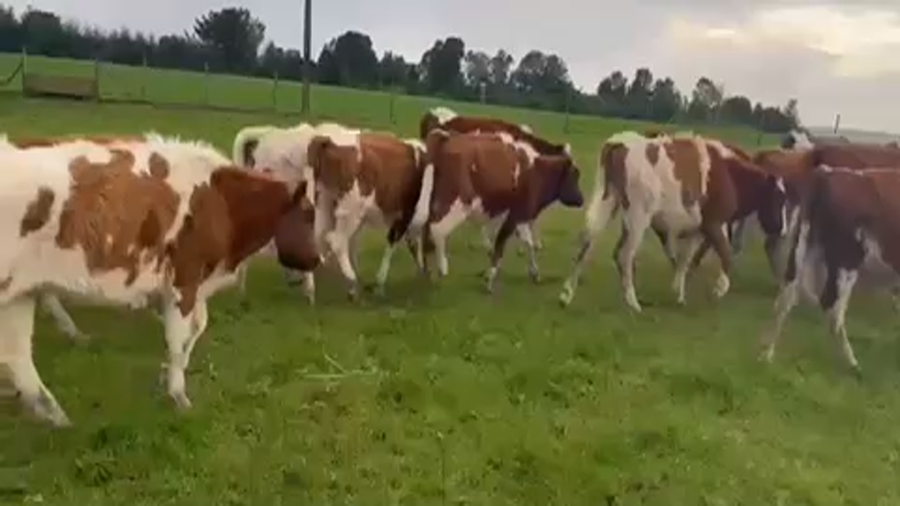 Lote 40 Ternera en Maullín, X Región Los Lagos