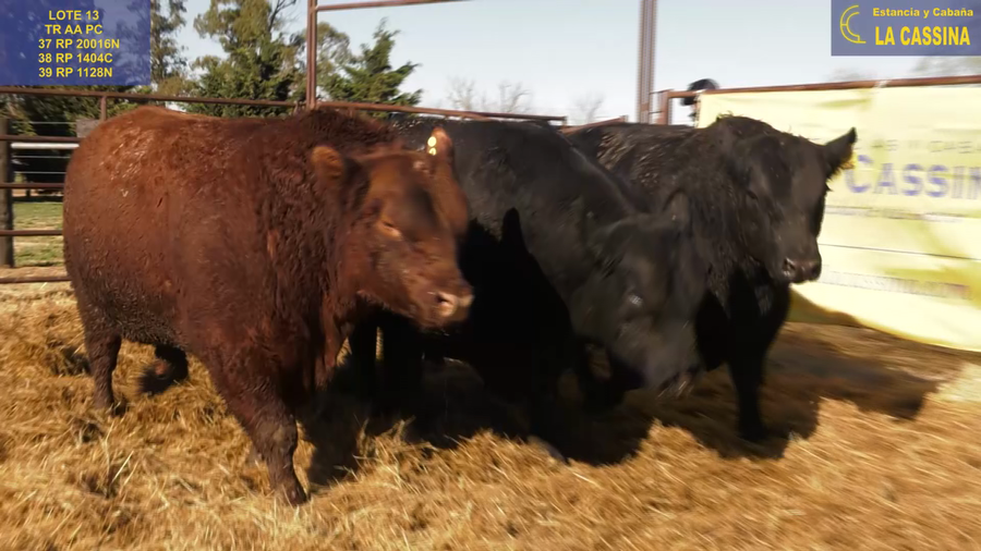Lote TOROS ANGUS PURO CONTROLADO