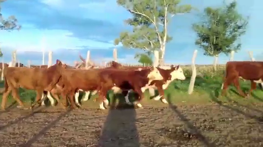 Lote 35 Terneros/as en Federal, Entre Ríos