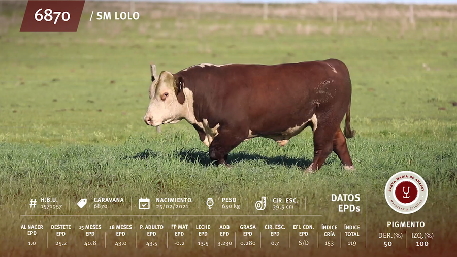 Lote Toros a remate en Remate anual Ñu Porá 2023, Paysandú