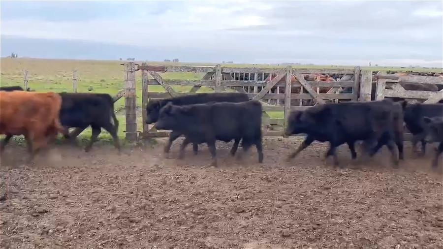 Lote 65 terneros