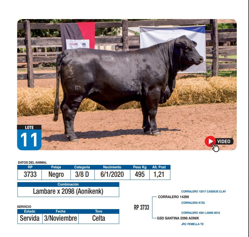 Lote Lambare x 2098 (Aonikenk)
