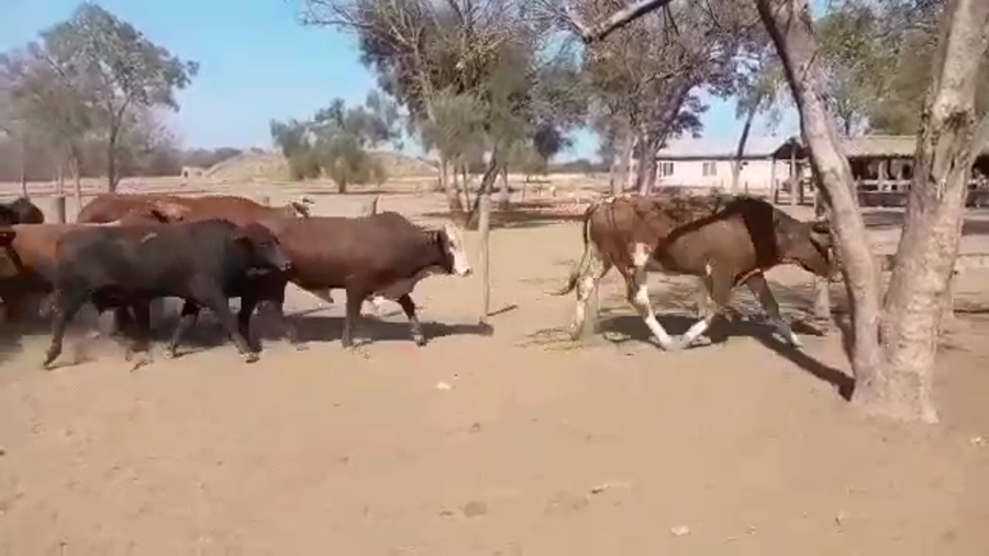 Lote 58 Toros de invernar en J.J. Castelli, Chaco