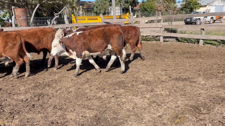 Lote 100 Terneros en Corrientes, San Roque