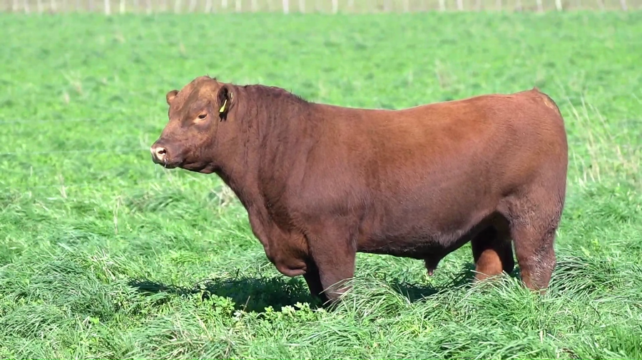 Lote TORO
