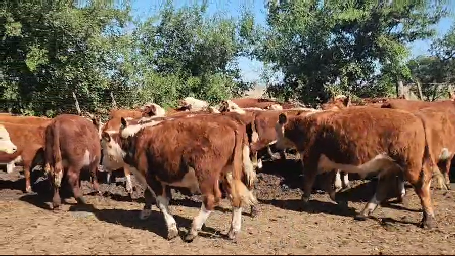 Lote 65 Terneros en Magdalena, Buenos Aires