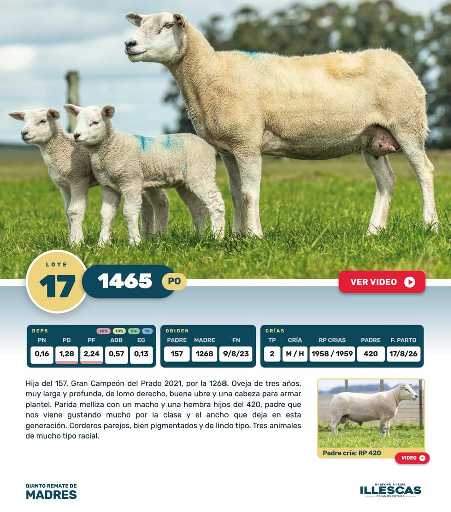 Lote Lote 17
