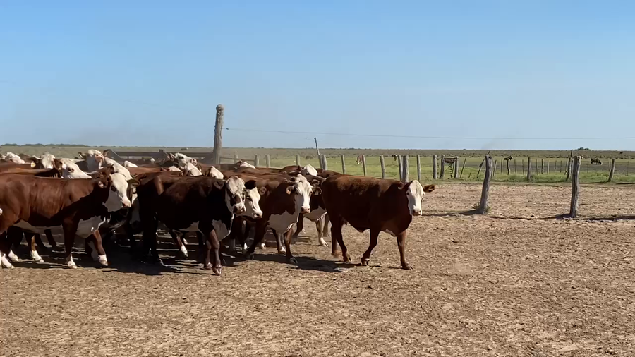Lote 54 Vacas  en Esquina, Corrientes