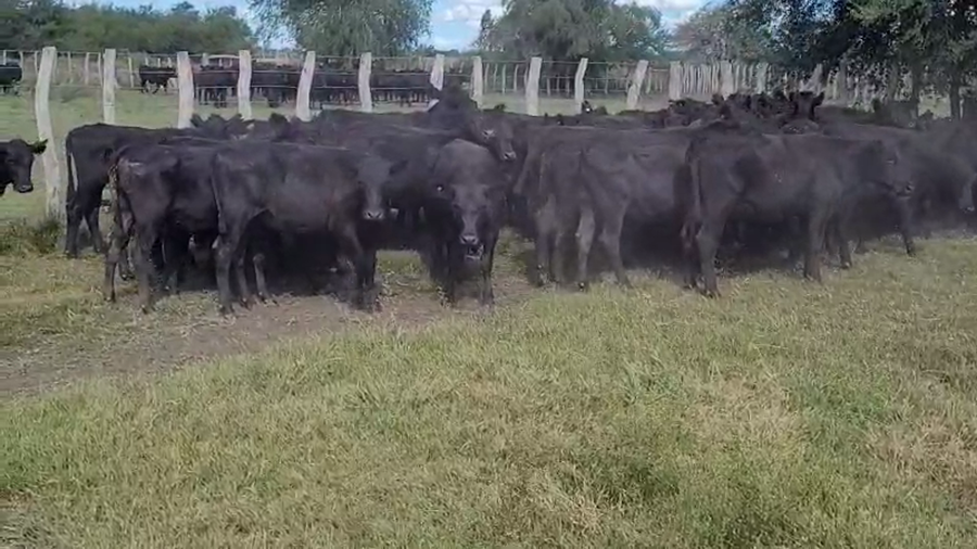 Lote 50 Terneras en Villaguay, Entre Ríos