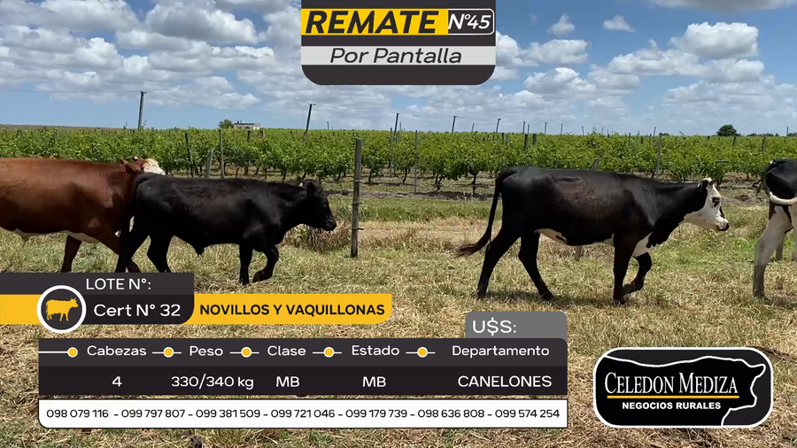 Lote 4 Novillos y vaquillonas 1 a 2 años en Parador Tajes, Canelones