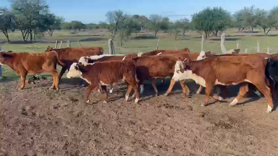 Lote 50 Terneros/as en La Paz, Entre Ríos