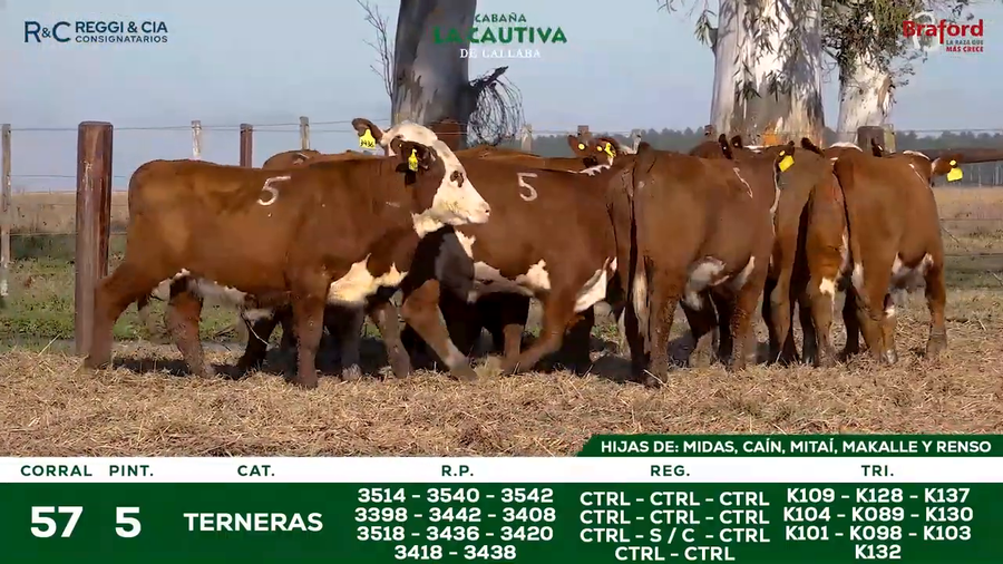 Lote TERNERAS BRAFORD CONTROLADAS SEÑAL 25   Cabaña La Cautiva
