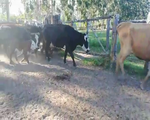Lote 25 Vacas CUT con cría en Concordia, Entre Ríos