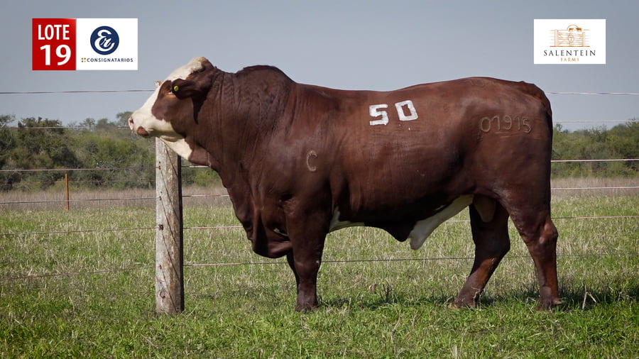 Lote LOTE 19 - TOROS BRAFORD NO. 50