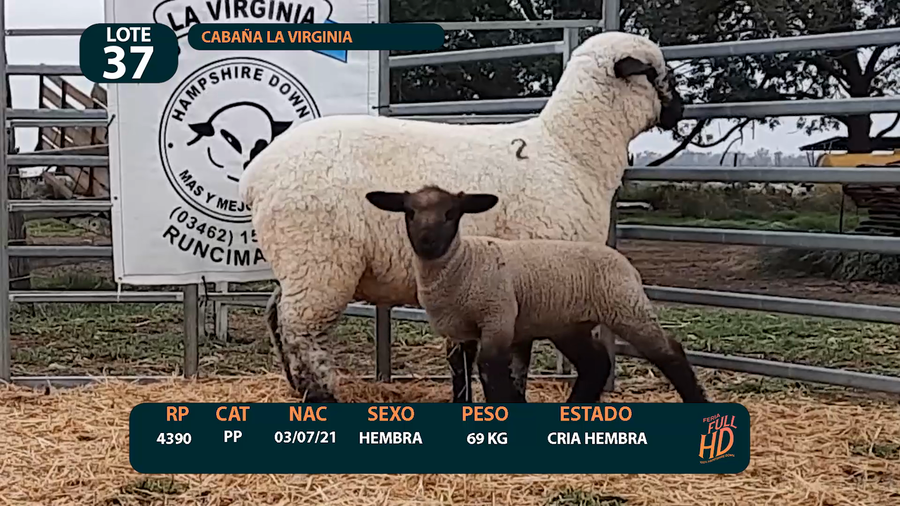 Lote LOTE 37 - CABAÑA ARGENTINA