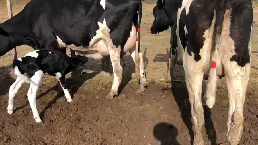 Lote 6 Piezas de cría Holando a remate en Pantalla Camy 500kg - , San José