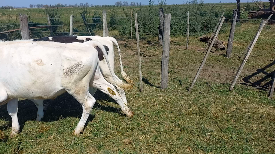 Lote 23 Novillitos Holando en Brinkmann, Córdoba