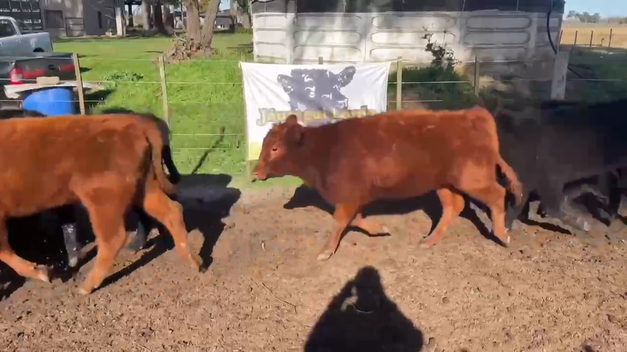 Lote 18 Terneras en Gral. Paz, Buenos Aires