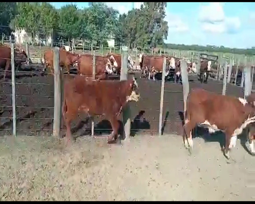 Lote 70 Terneros/as en Calchaquí, Santa Fe