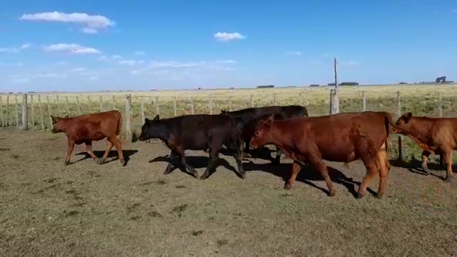 Lote 22 Terneros/as en Buenos Aires, Benito Juárez
