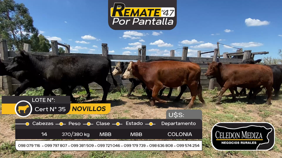 Lote 14 Novillos en Tarariras, Colonia