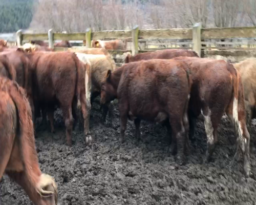 Lote 40 Novillo Engorda en Coyhaique, XI Región Aysén