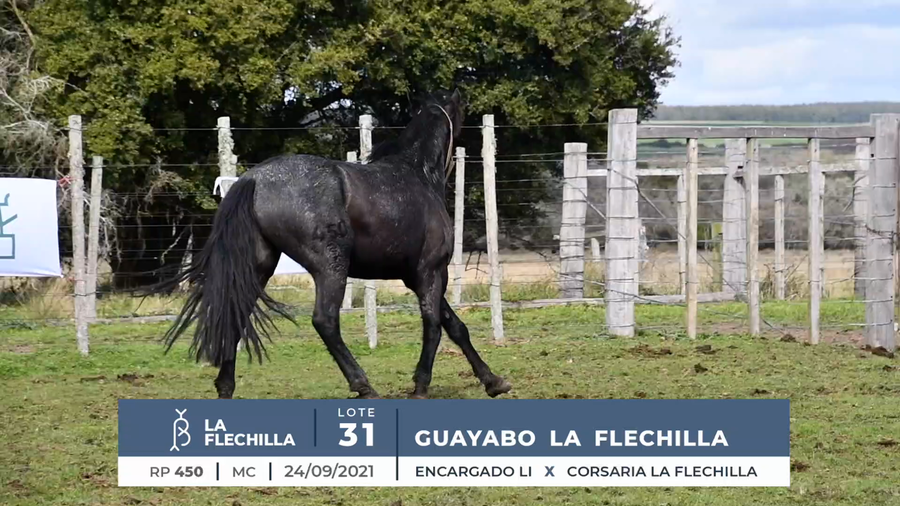 Lote GUAYABO LA FLECHILLA