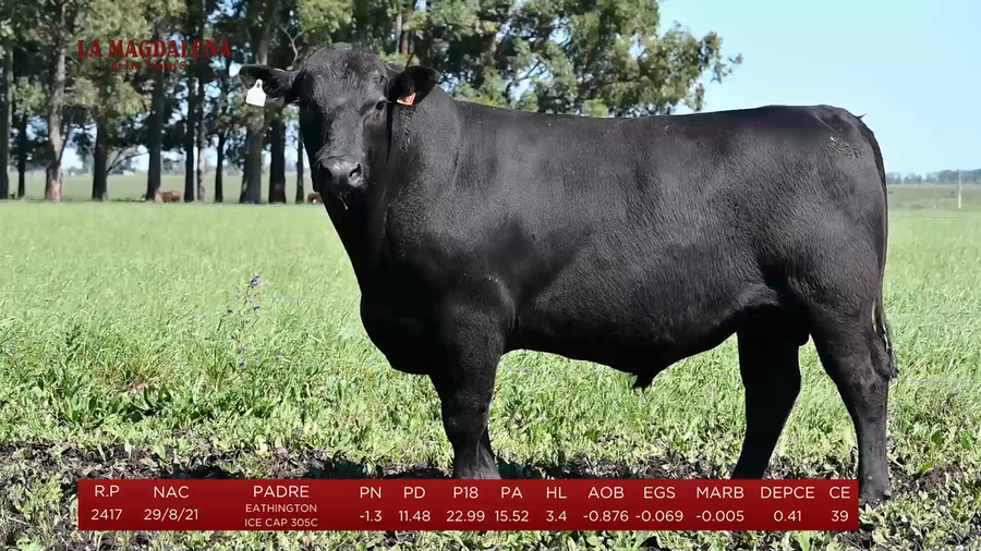 Lote Toros a remate en La Magdalena y San Carlos, Artigas