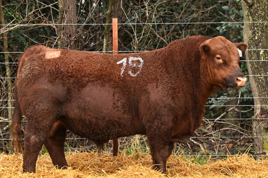 Lote TOROS ANGUS PC