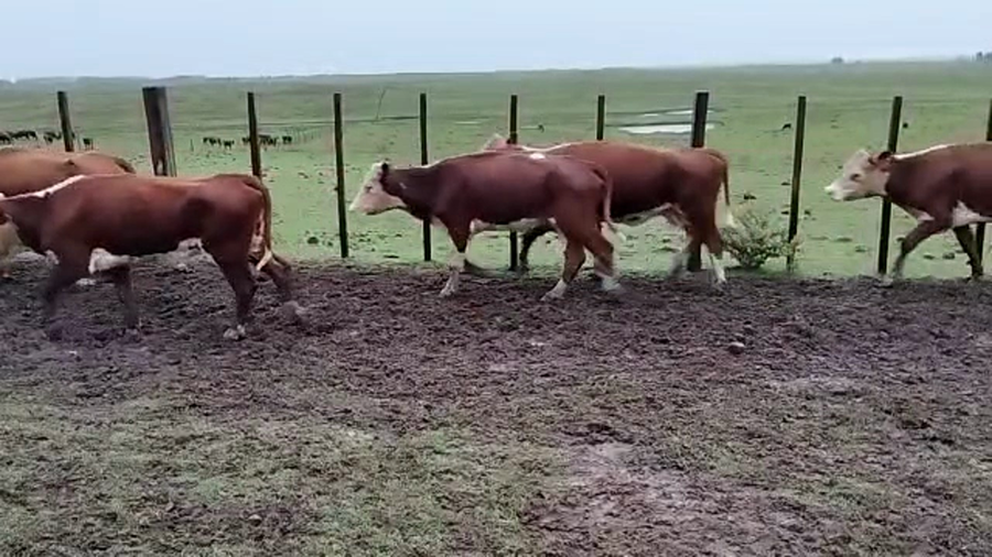 Lote 44 Vientres preñados en Rivera