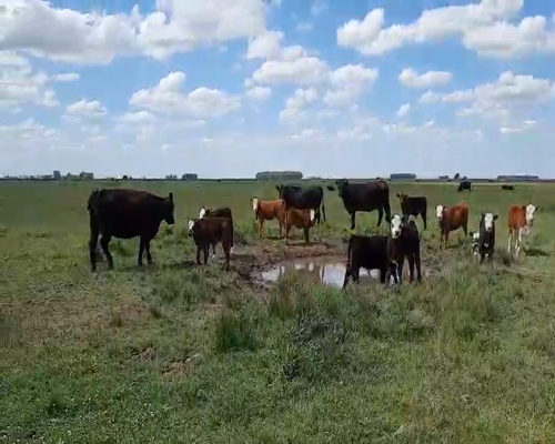 Lote 70 Terneros en Laprida, Buenos Aires
