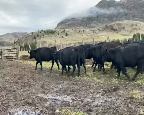 Lote 30 Vaca Preñada en XI Región Aysén, Coyhaique