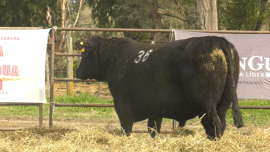 Lote TOROS ANGUS NEGROS  PC